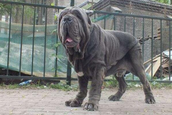 世界十大最危險猛犬，世界猛犬有哪些？